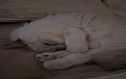 Ragdoll cats for sale: Beautiful Lilac Mitted Ragdoll Queen - Image 5