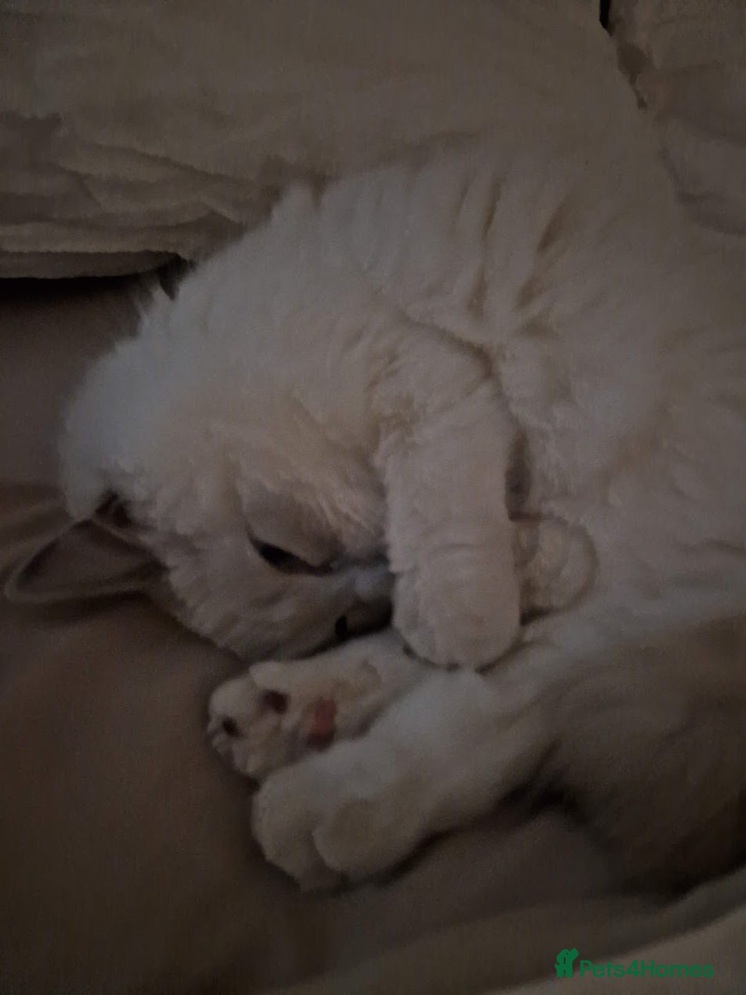 Ragdoll cats for sale: Beautiful Lilac Mitted Ragdoll Queen - Image 5