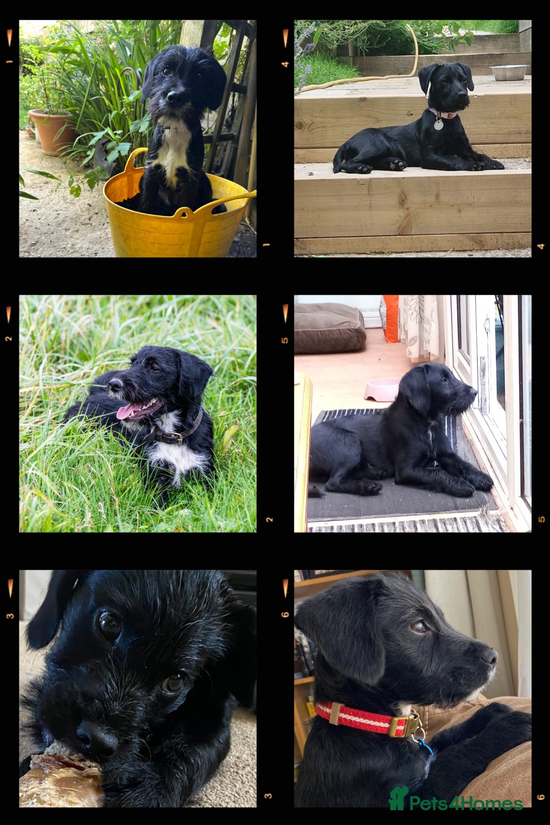 Mixed Breed dogs for sale: Stunning Puppies Ready to go 10 November - Image 8