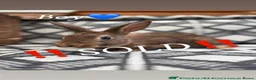 Mixed Breed rabbits for sale: Belgian hare x 3/4 Belgian hare (gorgeous babies)  - Advert 4
