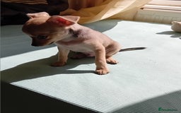Miniature Pinscher dogs for sale: Mini pinscher for sele  - Image 4