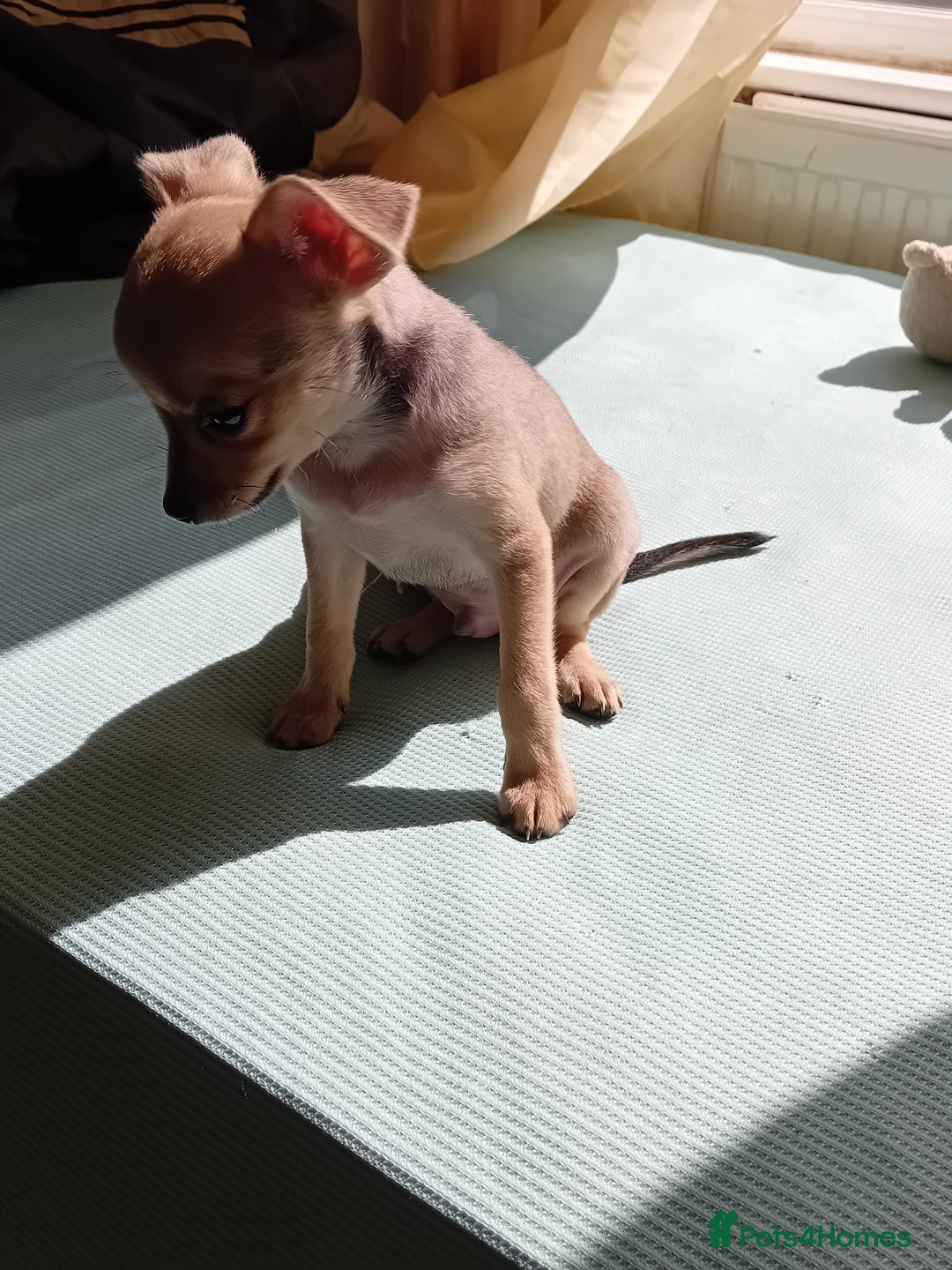 Miniature Pinscher dogs for sale: Mini pinscher for sele  - Image 4