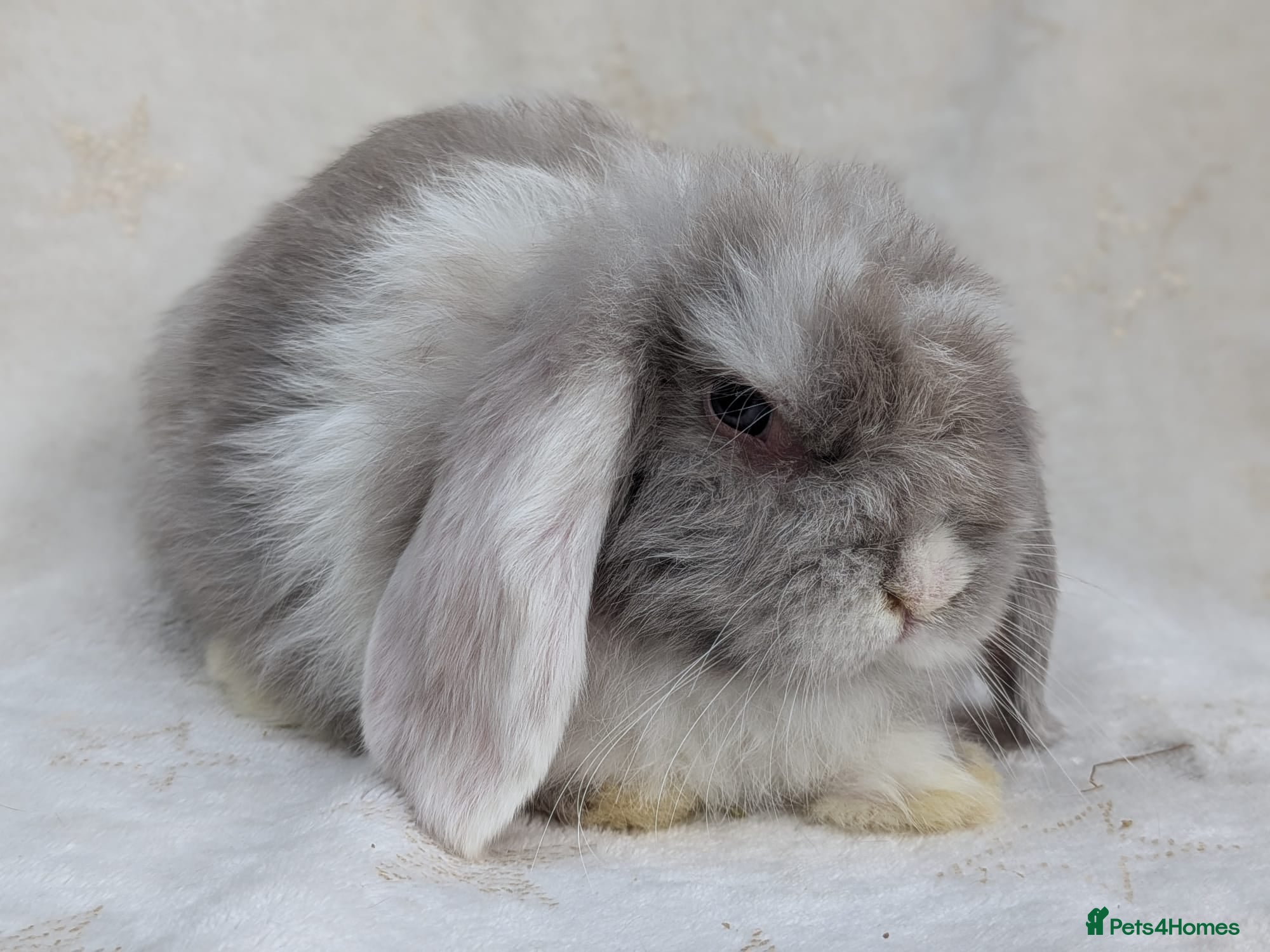 Mini Lop rabbits Mini lop  ready now - Advert 11