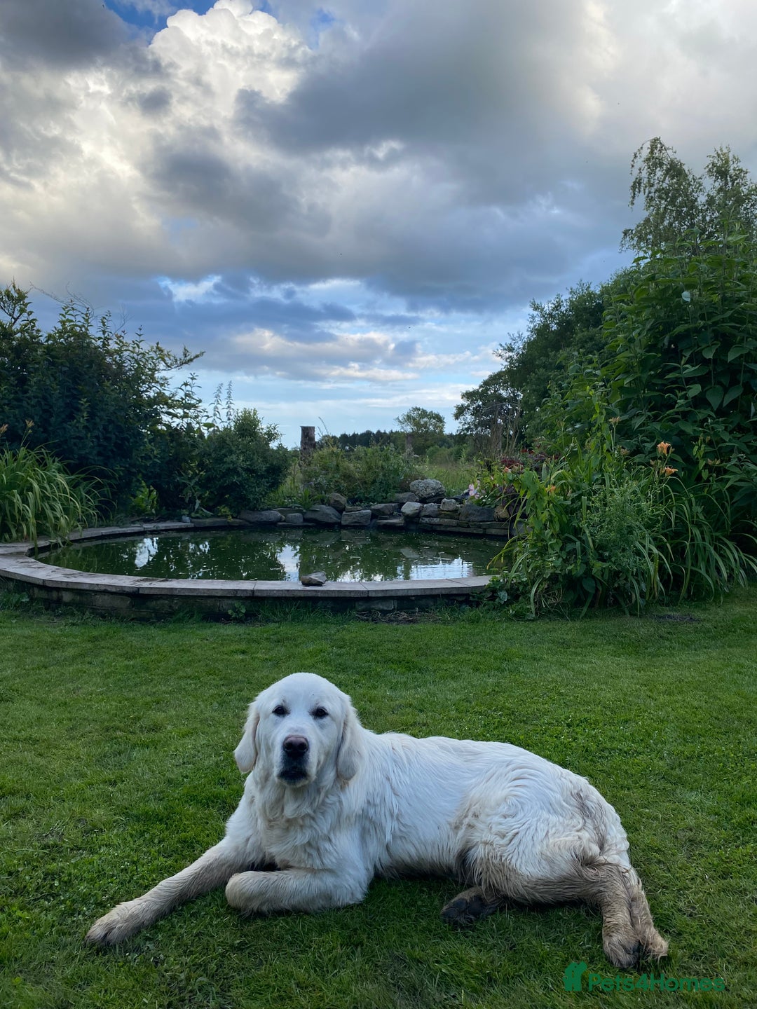 Golden Retriever dogs for sale: Beautiful and fluffy Golden Retriever puppies - Advert 23