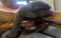 Weimaraner dogs for stud: Blue weimaraner for stud in Elgin - Image 7