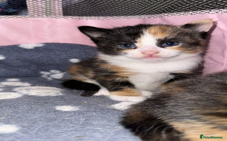 Mixed Breed cats - Advert 1