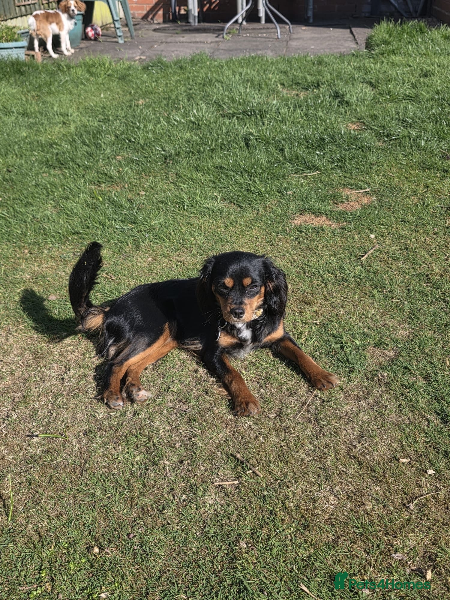 Cavapoochon dogs Cavalier King Charles Spaniel / Cavapooshon pups - Advert 1