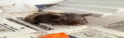 Guinea Pig rodents for sale: Guinea Pig babies  - Advert 14