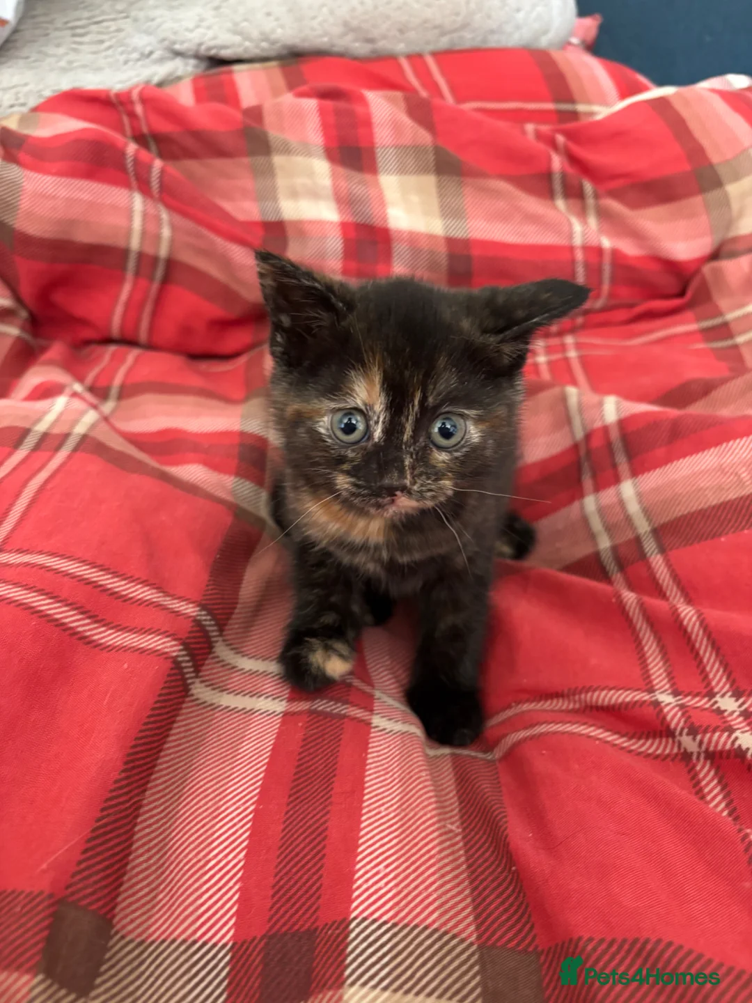 Mixed Breed cats for sale: BSH X MUNCHKIN  - Advert 2