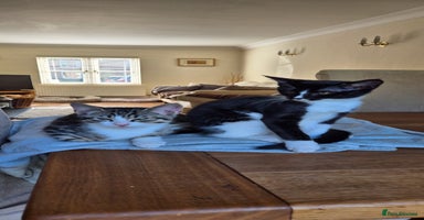 Maine Coon cats - Advert 13
