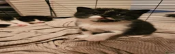 British Shorthair cats for sale: BSH X MAINECOON - Advert 16