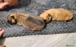 Pomeranian dogs for sale: Pomeranian - Advert 1