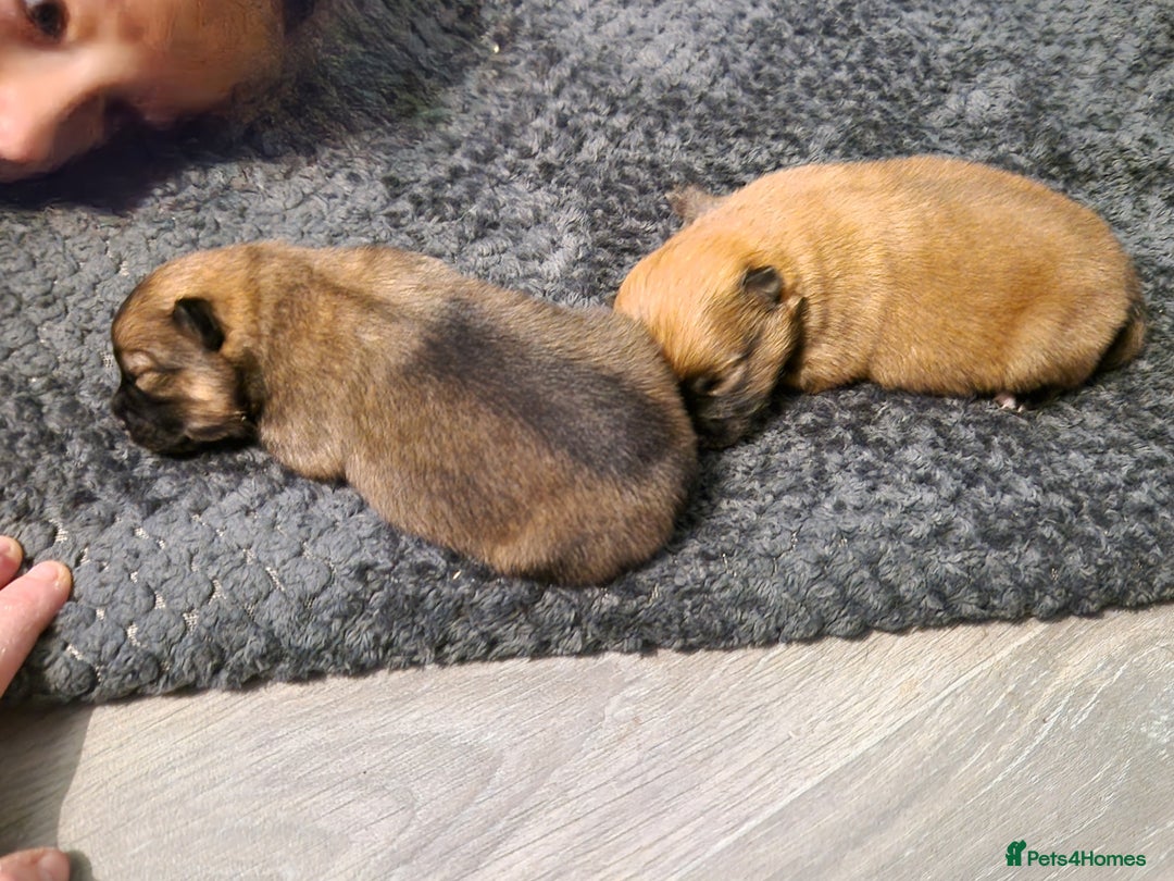 Pomeranian dogs for sale: Pomeranian - Advert 1