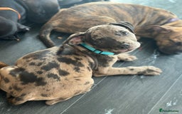 American Bulldog dogs for sale: Stunning Standard American Bulldog Puppies - Image 14