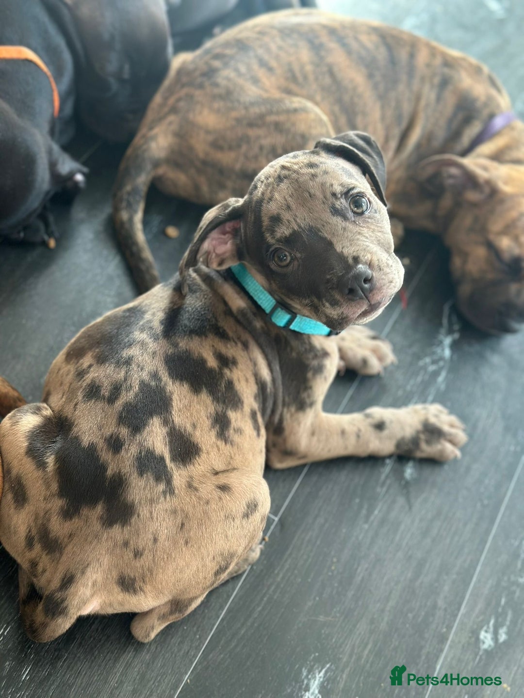 American Bulldog dogs for sale: Stunning Standard American Bulldog Puppies - Image 14