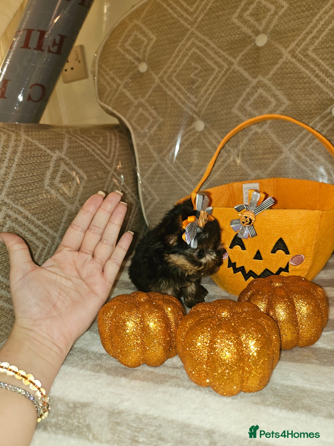 Yorkshire Terrier dogs for sale: Yorkshire terrier puppies  - Image 23