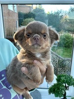 Chihuahua dogs KC LONG COAT CHIHUAHUA’S - Advert 9