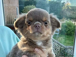 Chihuahua dogs KC LONG COAT CHIHUAHUA’S - Advert 5