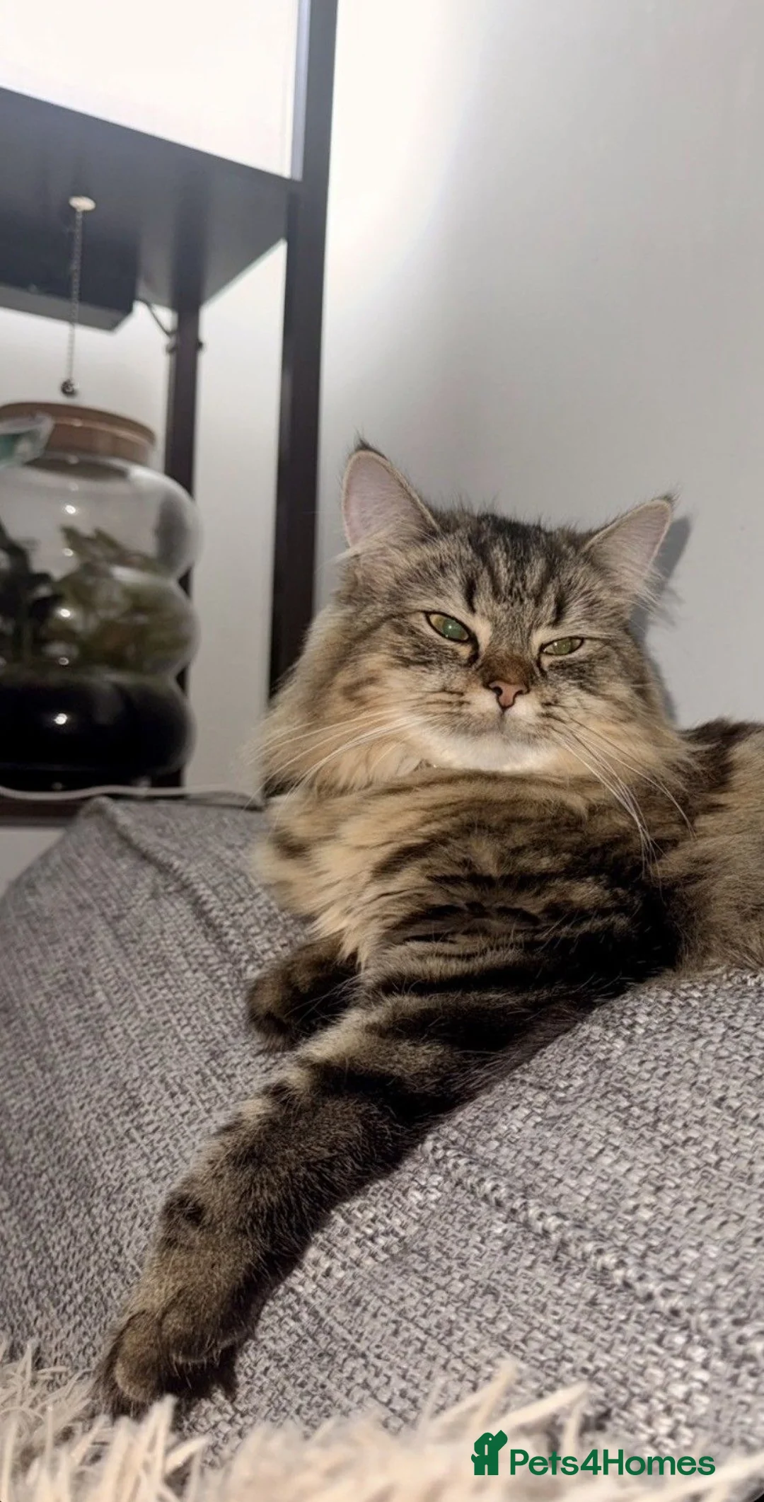 Ragdoll cats for sale: Beautiful Ragdoll Kittens for sale  in Manchester - Advert 5
