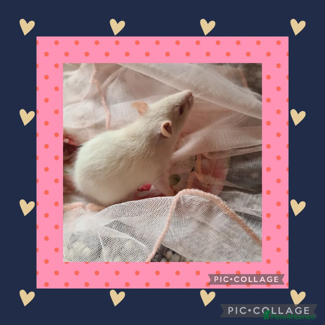 Rat rodents for sale: ***Stunning Tame and Loving Natured Baby Rats *** - Advert 2