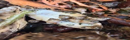 Snails invertebrates for sale: Jodatzi baby giant african land snails - Advert 3