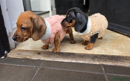Miniature Dachshund dogs for sale: Beautiful Dachshund Girl - Ready in 2 weeks - Advert 9