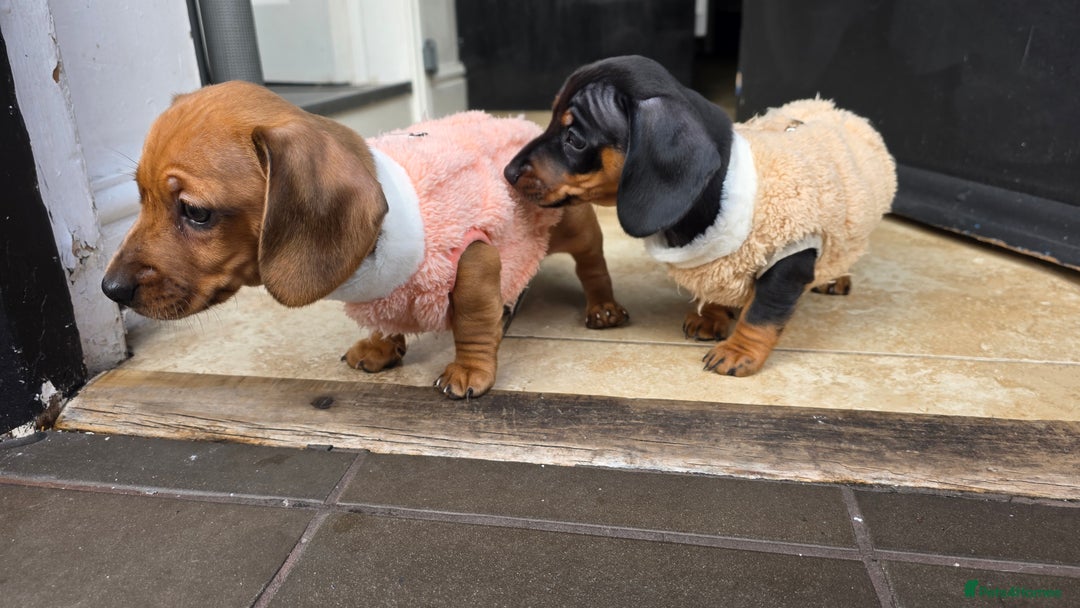 Miniature Dachshund dogs for sale: Beautiful Dachshund Girl - Ready in 2 weeks - Advert 9