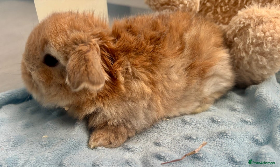 Mini Lop rabbits for sale: Beautiful Mini Lop Baby Bunnies 🐰 - Advert 9