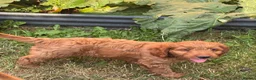 Cockapoo dogs for sale: ONLY 1  left!  F1  KC  FOX RED COCKAPOOS - Advert 13