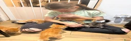 Maine Coon cats for sale: Maine Coon kittens - Advert 5