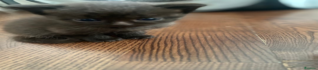 British Shorthair Kitten 3
