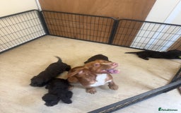 Cockapoo dogs for sale: Cockapoo puppies for sale  - Image 7