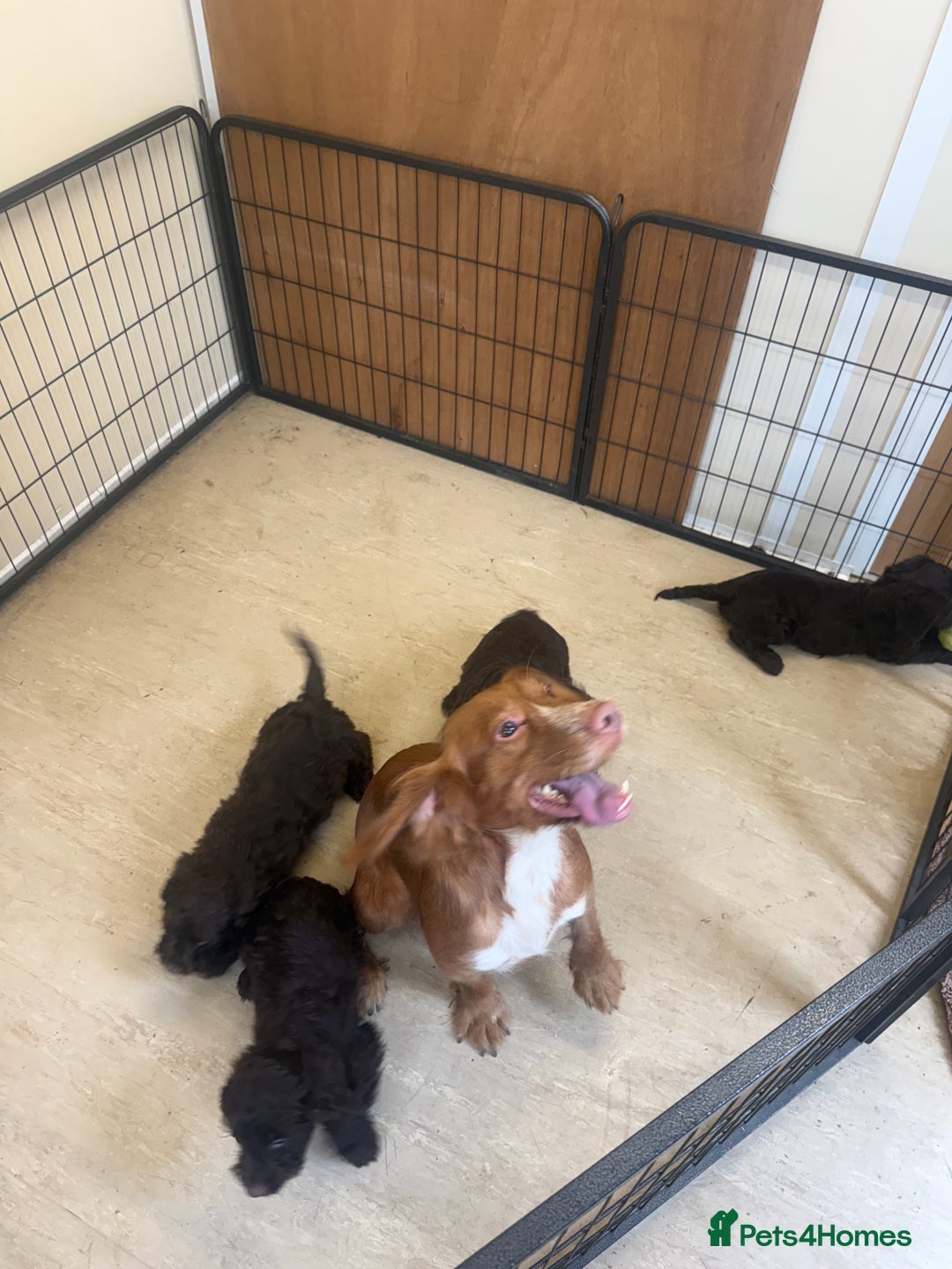 Cockapoo dogs for sale: Cockapoo puppies for sale  - Image 7