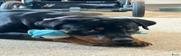 Rottweiler dogs for sale: Female Rottweiler 15 months old  - Advert 4