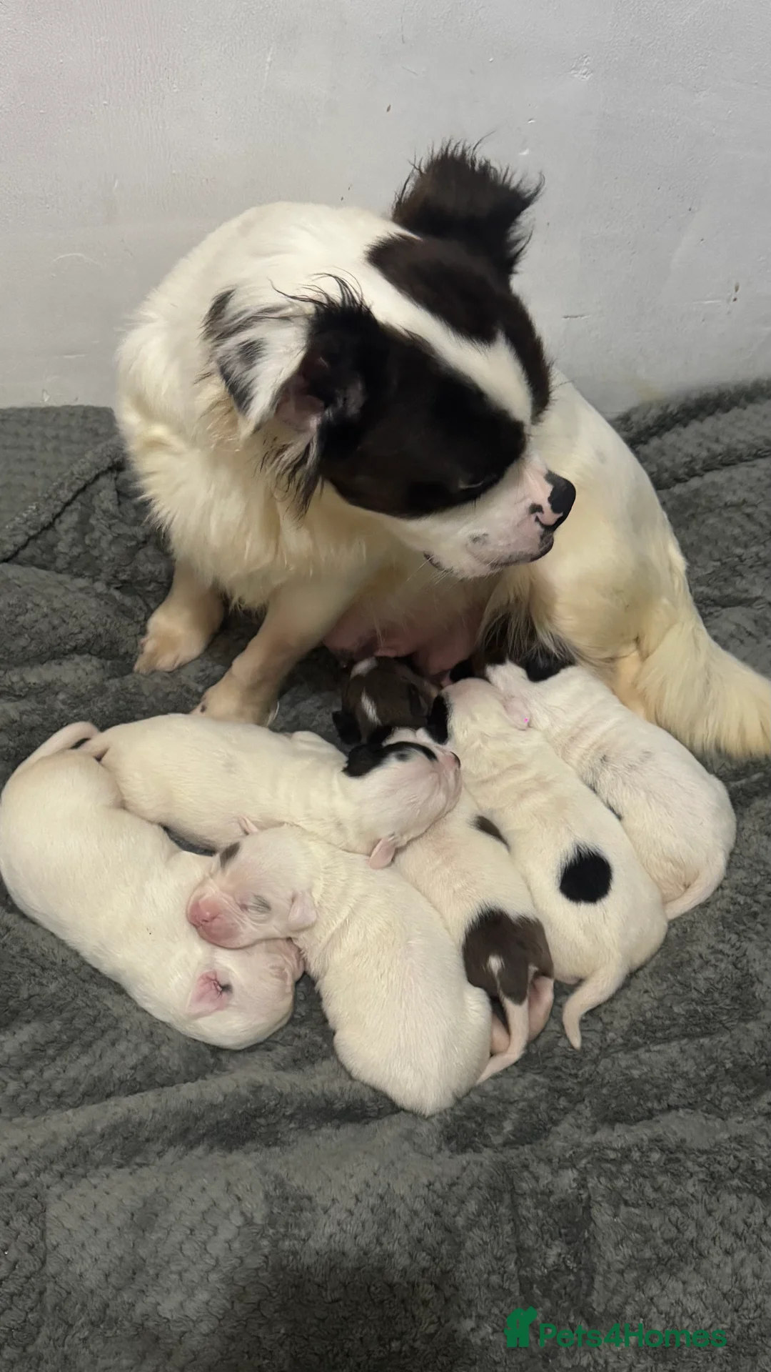 Mixed Breed dogs for sale: Fluffy puppy’s  - Advert 5