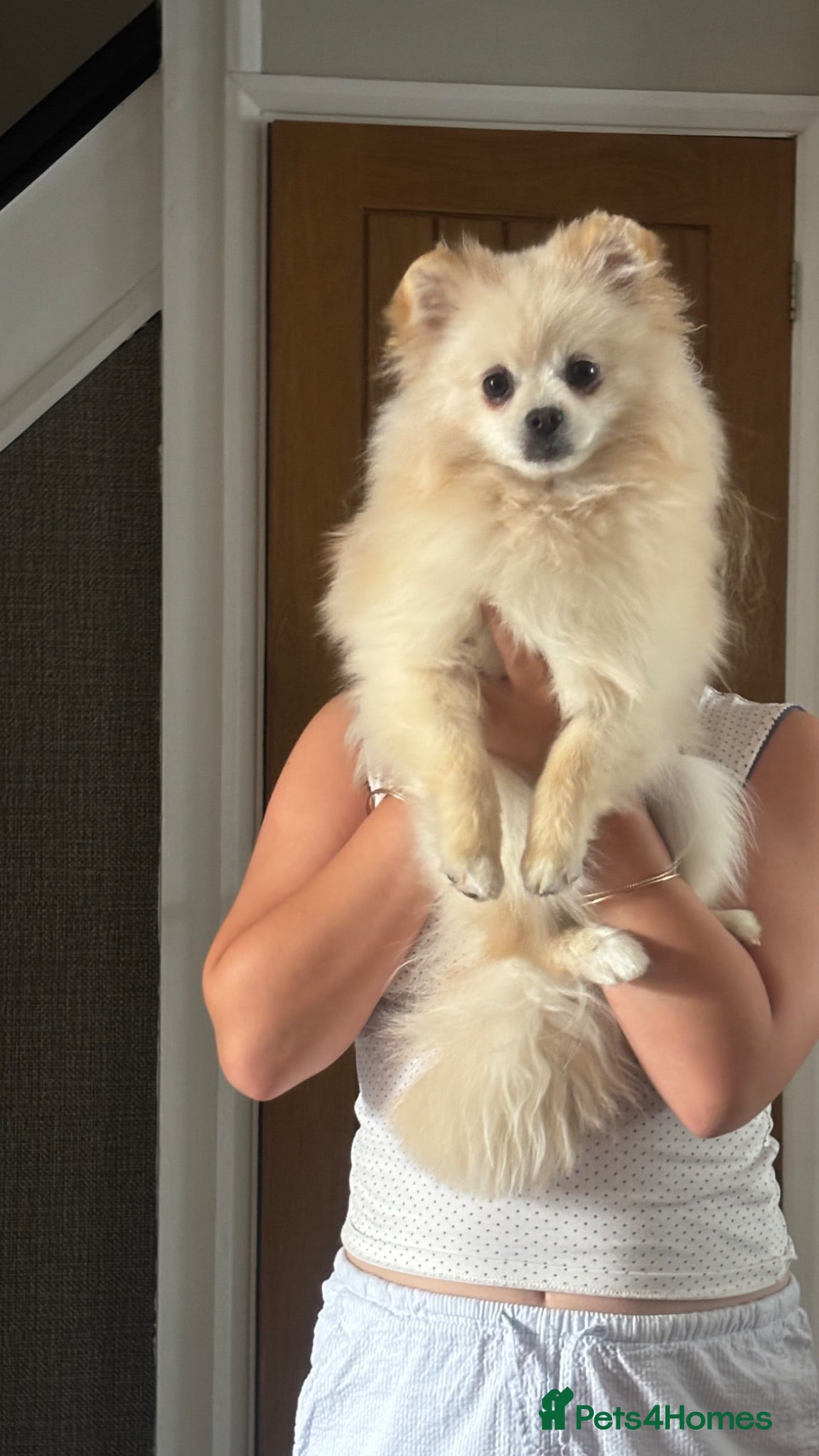 Pomeranian dogs Male Pomeranian 8 months old - Advert 1