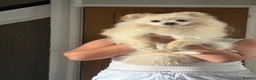 Pomeranian dogs for sale: Male Pomeranian 8 months old - Advert 1