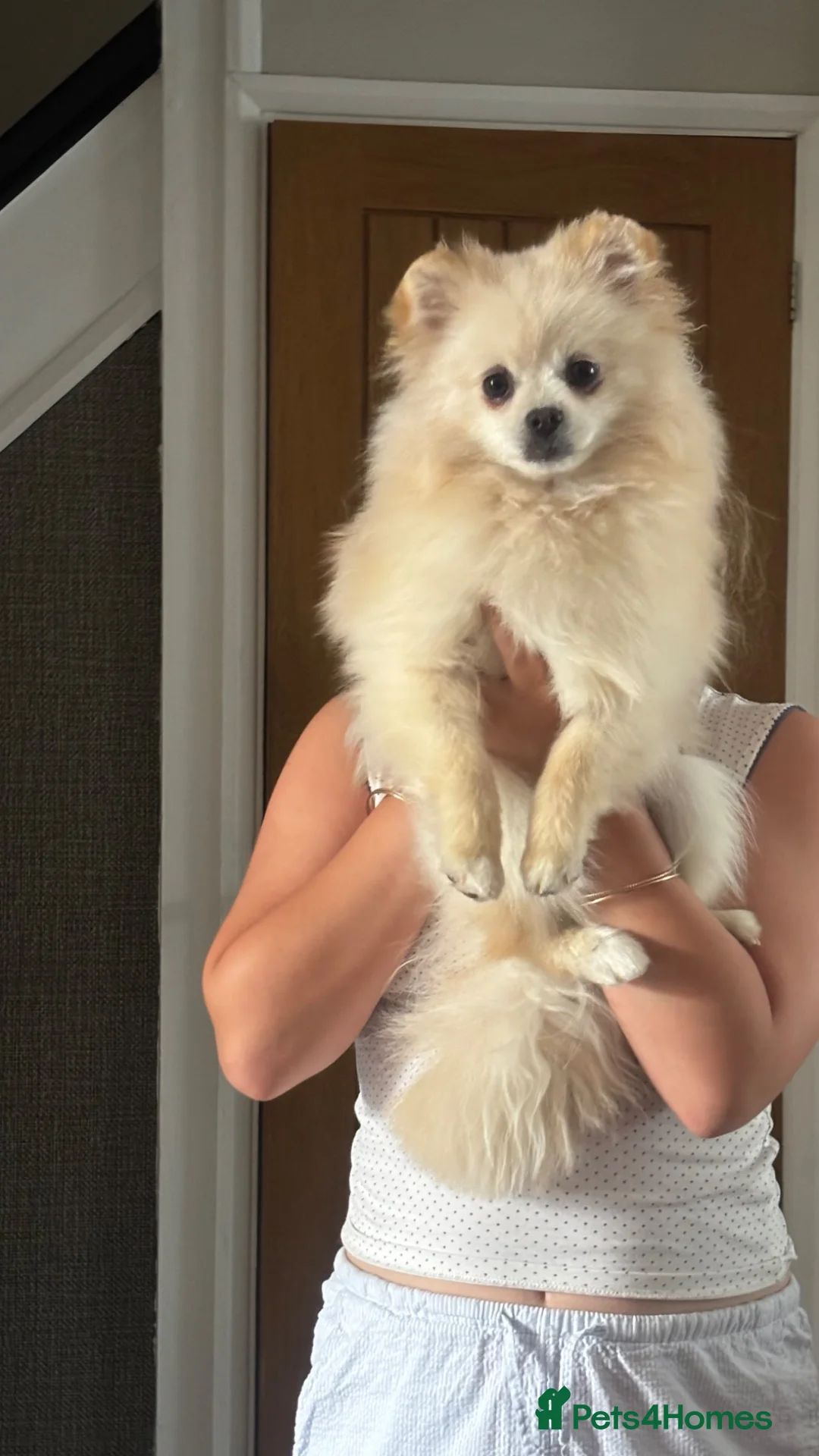 Pomeranian dogs for sale: Male Pomeranian 8 months old - Advert 1