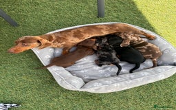 Dachshund dogs for sale: Dachshund Puppies - Image 13