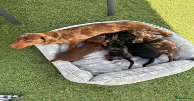 Dachshund dogs - Advert 2