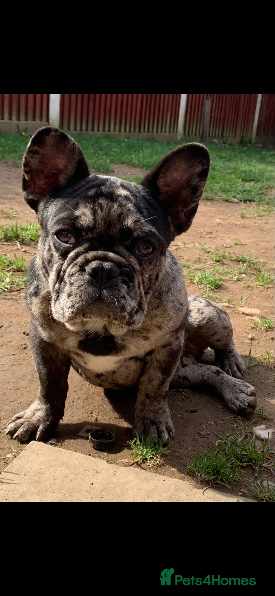 French Bulldog dogs for sale: Merle 1 year old French bulldog  - Advert 4