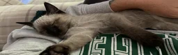 Russian Blue cats for sale: Male Russian blue mix breed  - Advert 11