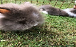 Lionhead rabbits for sale: Lion head Rabbits for sale - Image 4