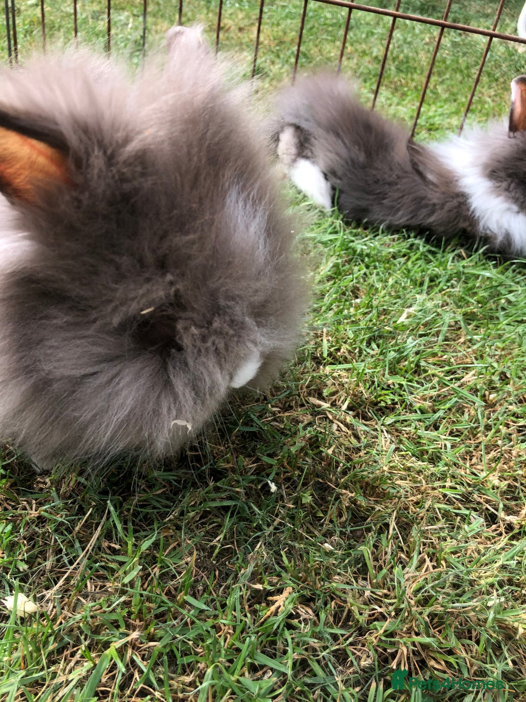 Lionhead rabbits for sale: Lion head Rabbits for sale - Image 4