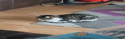 British Shorthair cats for sale: British shorthair cat in Birmingham - Advert 16