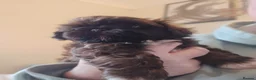 Shih Tzu dogs for sale: Boy shihtzu  in Wakefield - Advert 7