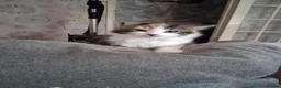 Mixed Breed cats for sale: 5. 8 weeks old kittens in Leicester - Advert 3