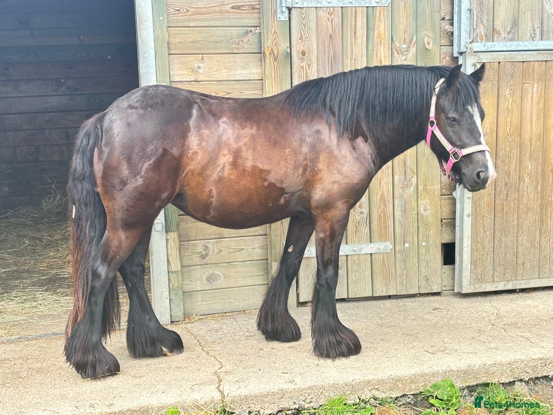 Other Breed horses for sale: Dolly cob x friesian (deposit paid) - Image 3