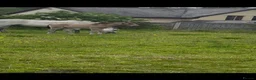 Connemara horses for sale: Dun Connemara filly  - Advert 4