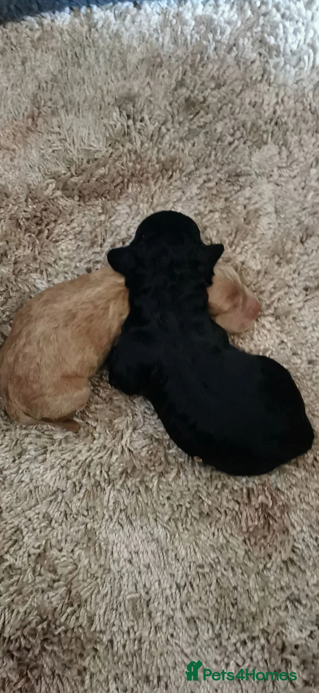 Cockapoo dogs for sale: Exceptional Home-Reared F2b Cockapoo Puppies 🐾 - Advert 2